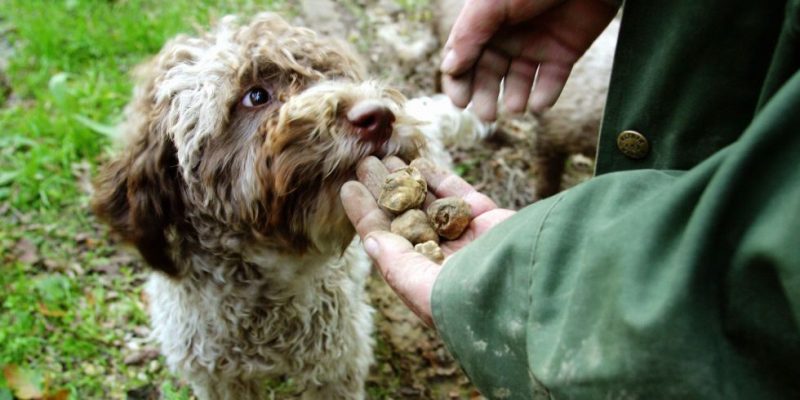 Truffle hunting dog breeds, such as the Bracco Italiano and Cocker Spaniel, are used to source fresh truffle