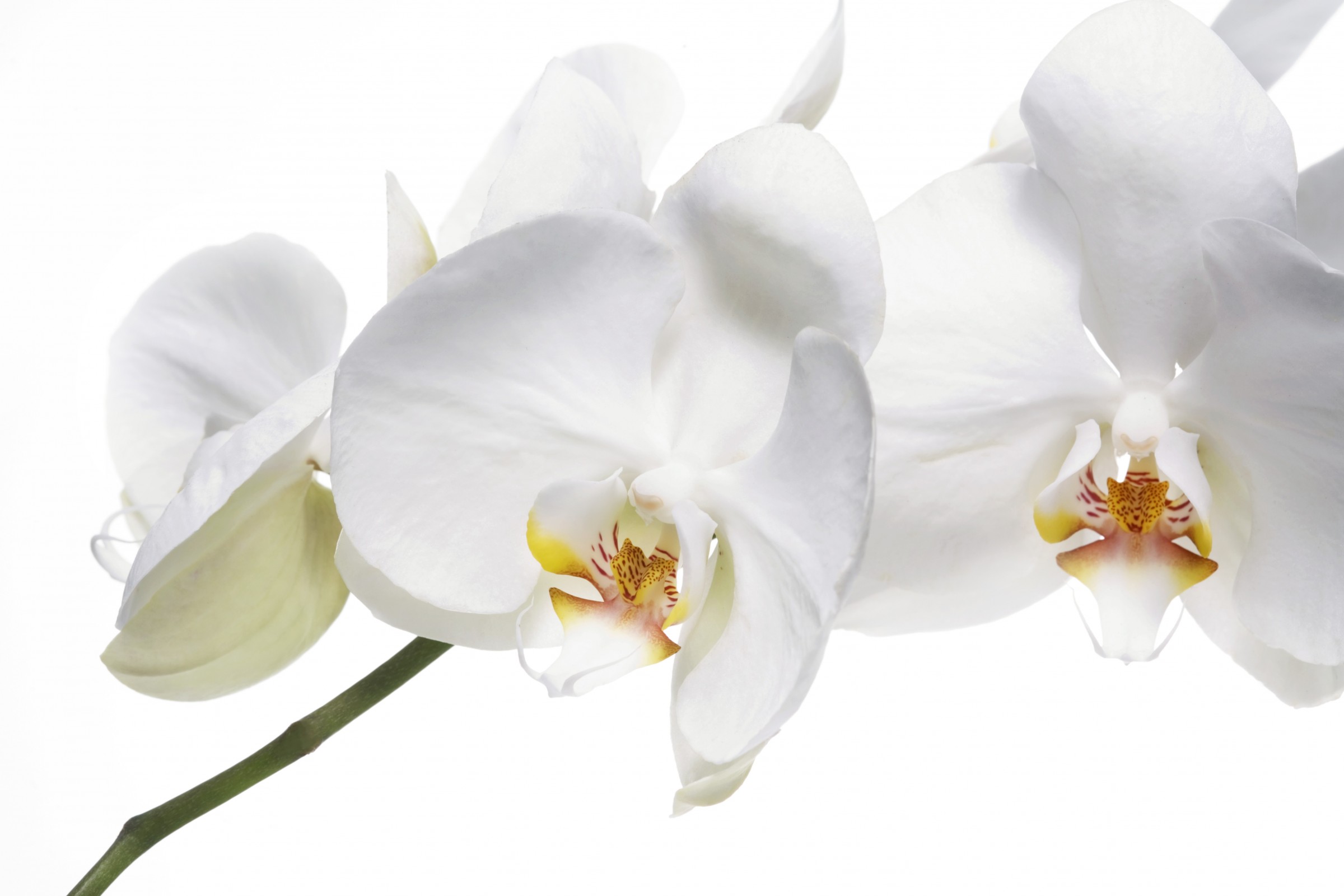 The Power of the White Orchid